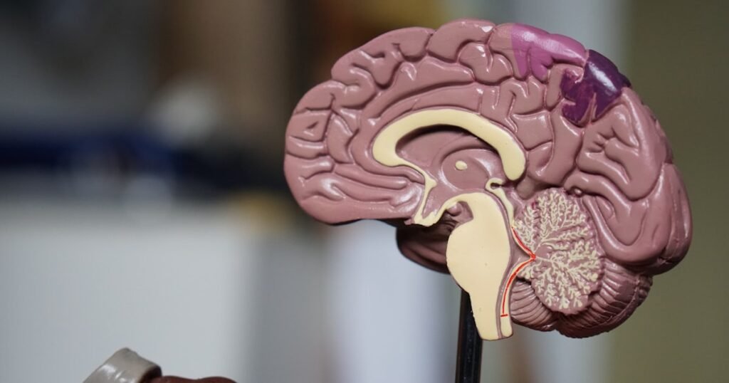 Mente e psicanalise - cerebro colorido